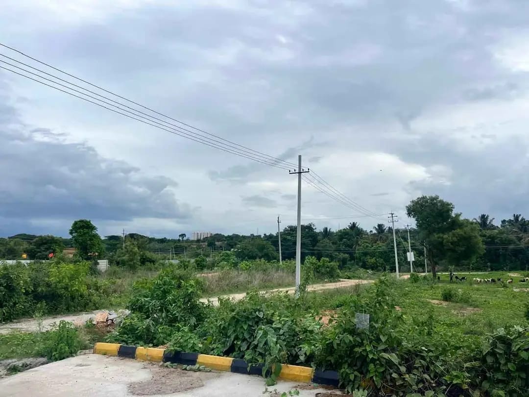 KNS Royal Signature 2 