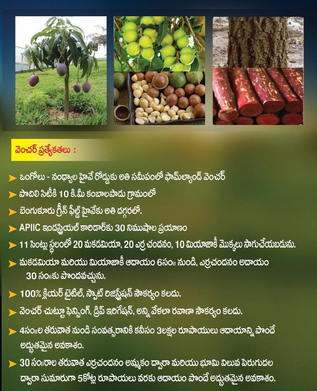 Farmland - Investment Plan. In Podili Municipality  ( Prakasam District )